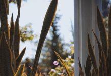 Cum să îngrijești plantele de apartament fără să le uzi prea mult îngrijire plante apartament
